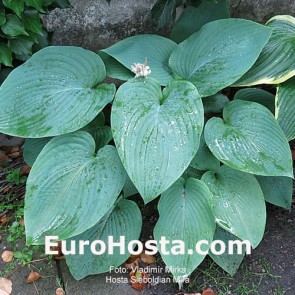 Hosta Albopicta - Eurohosta