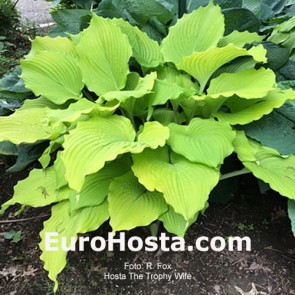 Hosta Albopicta - Eurohosta