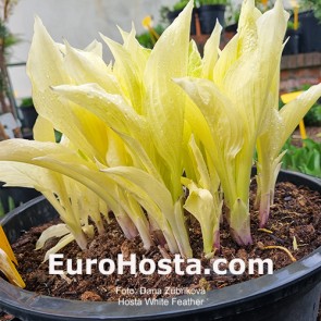 Hosta White Feather - Eurohosta