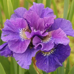 Iris Versicolor Dark Aura - Eurohosta