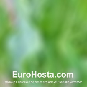 Hosta Albopicta - Eurohosta