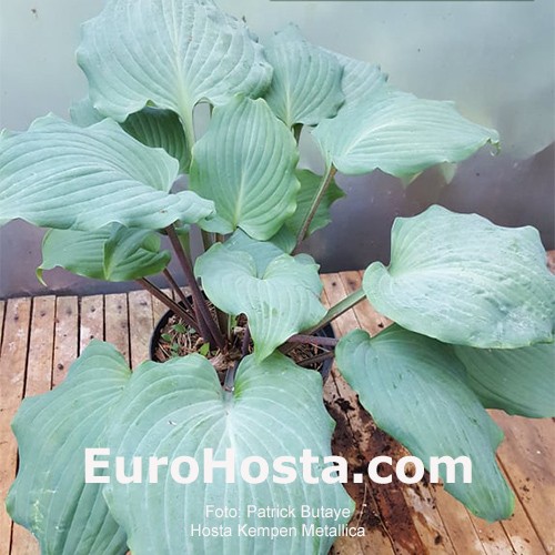 Kempen Metallica 