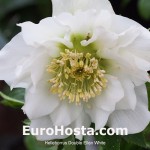 Helleborus Double Ellen White Shades