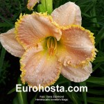 Hemerocallis Annette's Magic