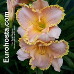Hemerocallis Annette's Magic