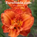 Hemerocallis Awesome Luck