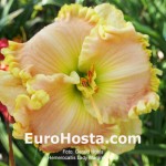 Hemerocallis Lady Margaret Rose 