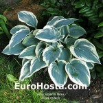 Hosta El Nino - Eurohosta