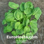 hosta Buffalo Grassland Penny