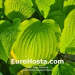 hosta Buffalo Grassland Blush