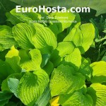 hosta Buffalo Grassland Blush