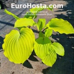 hosta Buffalo Grassland Blush