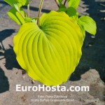 hosta Buffalo Grassland Blush