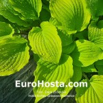 hosta Buffalo Grassland Blush