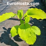 hosta Buffalo Grassland Blush