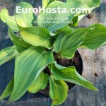 Hosta Buffalo Misty Blush