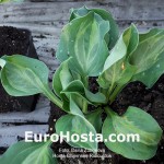 hosta Chiemsee Ridiculous 