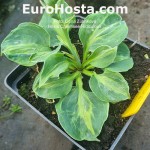 hosta Chiemsee Ridiculous 
