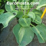 hosta Chiemsee Ridiculous 