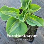 hosta Chiemsee Ridiculous 