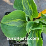 hosta Chiemsee Ridiculous 