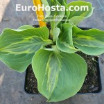 hosta Chiemsee Ridiculous 