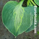 hosta Chiemsee Ridiculous 