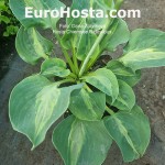 hosta Chiemsee Ridiculous 