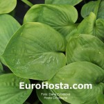 Hosta Cloudburst - Eurohosta