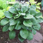 Hosta Joseph - Eurohosta