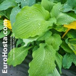 Hosta Lakeside Khum Kaw