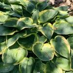 Hosta Pin Up Girl