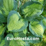 Hosta Super Nova - Eurohosta