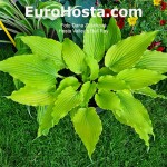 Hosta Valley's Love Birds