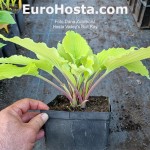 Hosta Valley's Love Birds