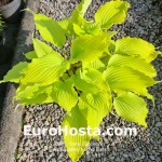 Hosta Valley's Love Birds
