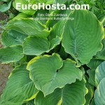 Hosta Giantland Butterfly Wings