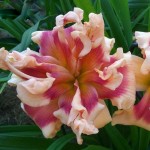 Hemerocallis Forty Second Street