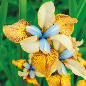 Iris sibirica Flying Fiddle
