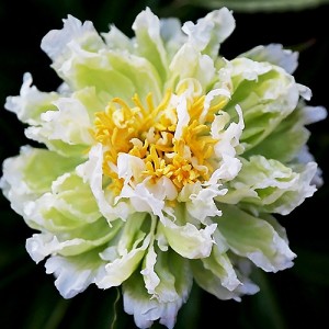 Paeonia Green Lotus