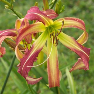 Hemerocallis Heavenly Mr. Twister