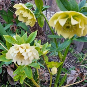 Helleborus orientalis Double Ellen Yellow