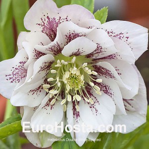 Helleborus Double White Spotted