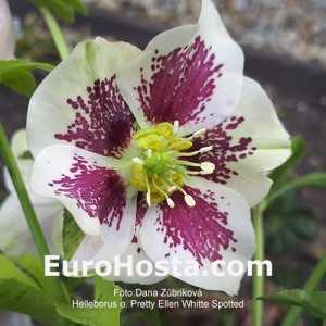 Helleborus Pretty Ellen White Spotted