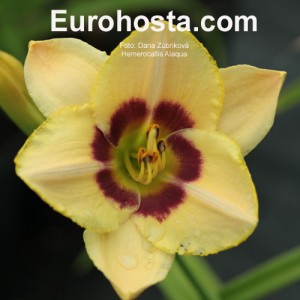 Hemerocallis Alaqua -  Eurohosta