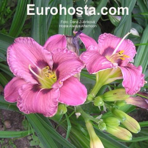 Hemerocallis Always Afternoon - Eurohosta
