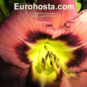 Hemerocallis Always Afternoon - Eurohosta