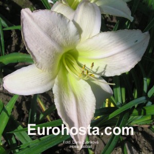Hemerocallis Astolat - Eurohosta