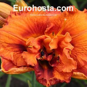 Hemerocallis Awesome Luck