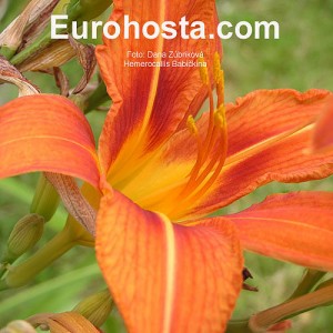 Hemerocallis Babičkina - Eurohosta